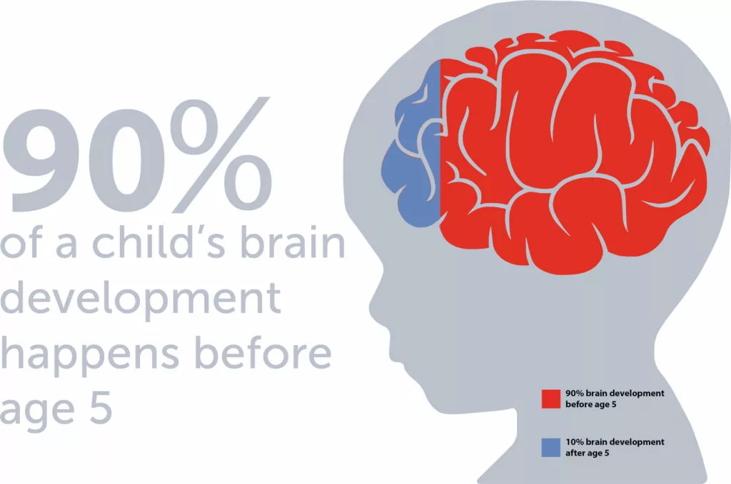 Which Of The Following Statements Is True About Brain Development Which Of The Following Statements Is True About Brain Development